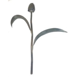 Kwiat kuty TULIPAN KARTUL01.1